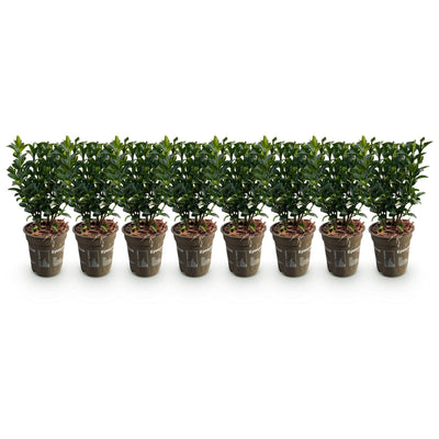 GreenboutiQ Euonymus Green Spire: 8 Heckenpflanzen für 1m dichte Hecke
