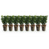 GreenboutiQ Euonymus Green Spire: 8 Heckenpflanzen für 1m dichte Hecke Bild 2