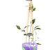 4x Clematis 'The President' Kletterpflanze ↨65cm Ø15 Bild 2