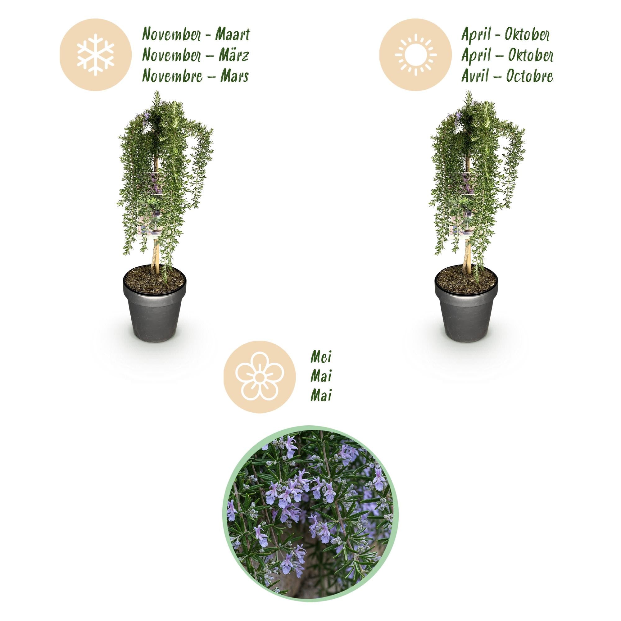 GreenboutiQ - Stamm-Pflanze - Rosmarinus officinalis Prostratus - Terrassenpflanze - Immergrün - Winterhart - Lila Blüte - Topf 19cm Höhe 90cm