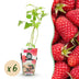 GreenboutiQ - Fruit Plants - Raspberry - Rubus idaeus Heritage - Winter Hardy - 6 Plants - 9 cm Pot - Red Raspberry Bild 1