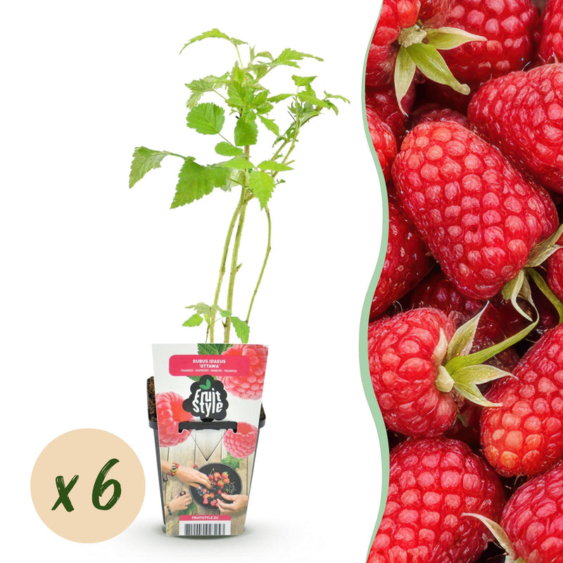 GreenboutiQ - Fruit Plants - Raspberry - Rubus idaeus Heritage - Winter Hardy - 6 Plants - 9 cm Pot - Red Raspberry