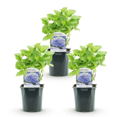 GreenboutiQ - Hortensie - Hydrangea macrophylla Blau - Blüte Blau - 3 Pflanzen - 1m2 - Laubabwerfend - Wenig Pflege - Topf 17cm Höhe 30cm