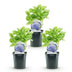 GreenboutiQ - Hortensie - Hydrangea macrophylla Blau - Blüte Blau - 3 Pflanzen - 1m2 - Laubabwerfend - Wenig Pflege - Topf 17cm Höhe 30cm Bild 2