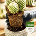 Pokon Kakteen & Sukkulenten Blumenerde - 5L: Optimal für Trockenheit & Belüftung Bild 2