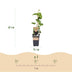 GreenboutiQ Purple Grape, Seedless - Vitis vinifera Vanessa - 2 Plants Bild 3