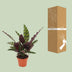 Calathea Insignis (Ø12cm, ↕50cm) - Exotische Zimmerpflanze für Ihr Zuhause Bild 4