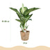 Dieffenbachia Tropic Snow – Pflegeleicht & Dekorativ – Topf 21cm Bild 3