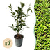 GreenboutiQ Ligustrum ovalifolium Heckenpflanzen - 8er Set, 1m, immergrün Bild 1