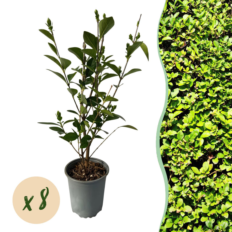 GreenboutiQ Ligustrum ovalifolium Heckenpflanzen - 8er Set, 1m, immergrün