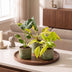 3er Baby Tropical Mix: Monstera, Philodendron Florida & Neon (Ø6cm) Bild 3