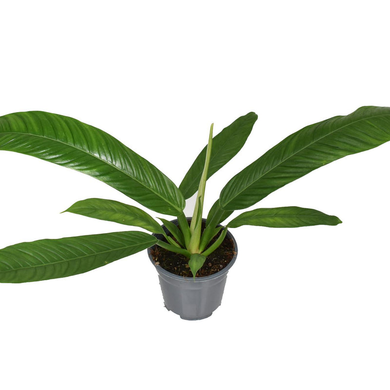 Philodendron Campiii P14 - Herzblatt Pflanze, 40cm
