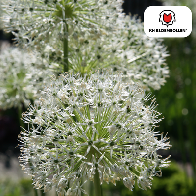 Allium White Giant 5 pieces