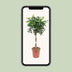 Schefflera Arboricola Compacta: Ihr grüner Luftreiniger (Ø27cm, ↕120cm) Bild 5