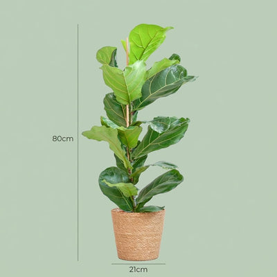 Ficus Lyrata Geigenblatt, 80cm, mit Seegras-Korb