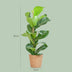 Ficus Lyrata Geigenblatt, 80cm, mit Seegras-Korb Bild 2