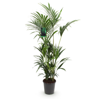 Green boutiQ – Zimmerpflanze – Howea Forsteriana – Kentia-Palme – Pflegeleicht – Grün – 1 Pflanze – Topf 27 cm – Höhe 160–170 cm