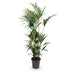 Green boutiQ – Zimmerpflanze – Howea Forsteriana – Kentia-Palme – Pflegeleicht – Grün – 1 Pflanze – Topf 27 cm – Höhe 160–170 cm Bild 2