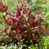 GreenboutiQ - Gartenpflanze - Leucothoe Little Flame - Rot - 1 Pflanze - Immergrün - Wenig Pflege - Topf 17cm Höhe 40cm Bild 4