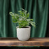 Monstera Minima Zimmerpflanze, Ø12cm, ca. 25cm hoch, pflegeleicht Bild 3