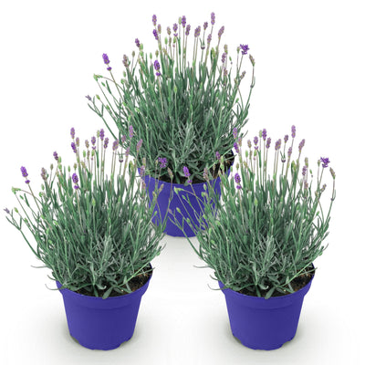 Lavendel 'Hidcote' - 3 winterharte Pflanzen im 12cm Topf