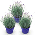 Lavendel 'Hidcote' - 3 winterharte Pflanzen im 12cm Topf Bild 2