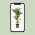 Howea Forsteriana (Kentia-Palme) - Ø21cm - ↕110cm - Tropisches Flair Bild 5
