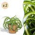 Green Spider Plant 'Bonnie' – 2x Curly Chlorophytum Bild 1