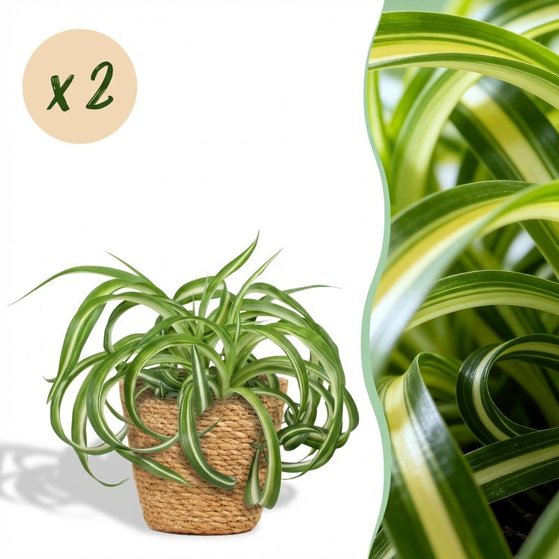 Green Spider Plant 'Bonnie' – 2x Curly Chlorophytum