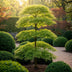 Acer palmatum 'Emerald Lace' - 3 Japanische Fächerahorne, 35cm, Topf 12cm Bild 6