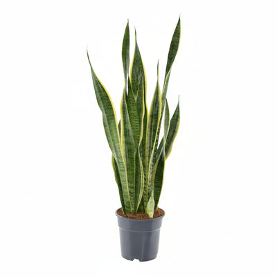 Sansevieria Laurentii XL (Bogenhanf) - Ø17cm - 70cm hoch