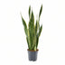 Sansevieria Laurentii XL (Bogenhanf) - Ø17cm - 70cm hoch Bild 1