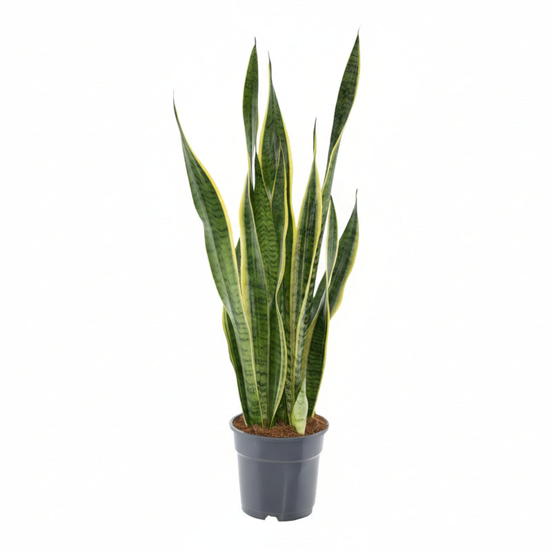Sansevieria Laurentii XL (Bogenhanf) - Ø17cm - 70cm hoch