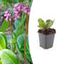 Bergenia cordifolia 'Herbstblüte' - Robuster Bodendecker mit rosa Herbstblüte Bild 1