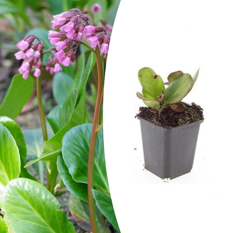 Bergenia cordifolia 'Herbstblüte' - Robuster Bodendecker mit rosa Herbstblüte