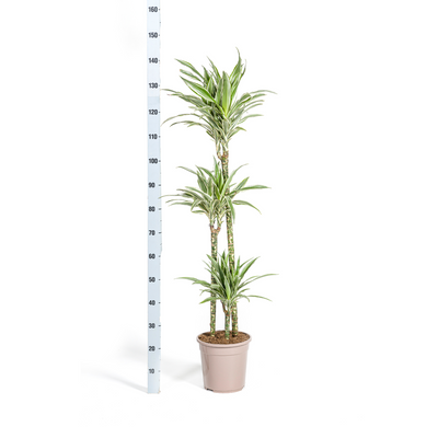 Dracaena Deremensis White Stripe Korb Ø24cm, 130-150cm