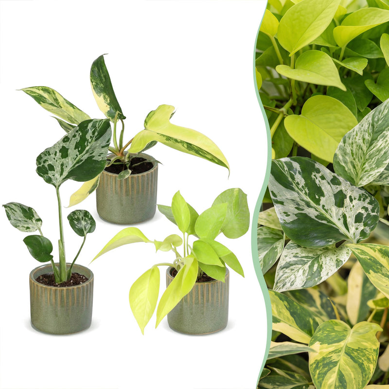 3er Baby Tropical Mix: Monstera, Philodendron Florida & Neon (Ø6cm)