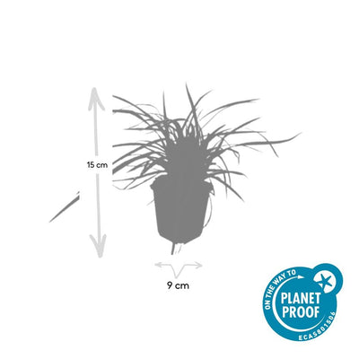 12x Japan-Segge 'Aureovariegata' – 10-25cm – Ø9cm