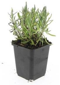Lavendel 'Munstead' - 48 Pflanzen, 10-25cm, Ø9cm