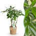 Pachira Aquatica Multi-stem Money Tree (Pot 17cm, 50-55cm) with Basket Bild 1