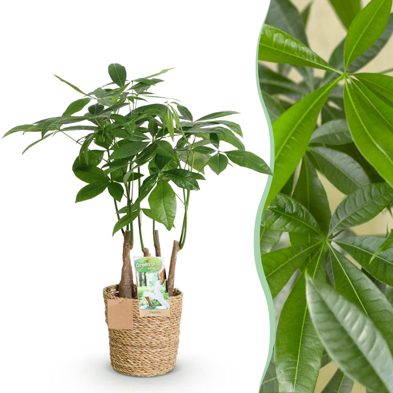 Pachira Aquatica Multi-stem Money Tree (Pot 17cm, 50-55cm) with Basket