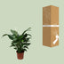 Spathiphyllum Sweet Silvana Peace Lily, Ø24cm, ↕80cm Bild 4