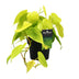 Philodendron Lime – Ø12cm Topf, ca. 20cm hoch Bild 1