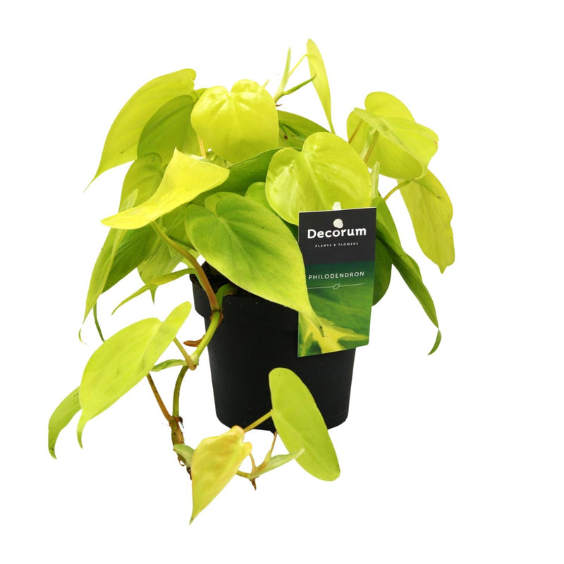 Philodendron Lime – Ø12cm Topf, ca. 20cm hoch