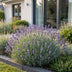 Green boutiQ - Stauden - Lavandula ang. Dwarf Blue - Lavendel - Duftend - Violett - 6 Pflanzen - Topf 11cm - Höhe 15-25cm Bild 6
