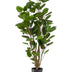 Kunstpflanze Polyscias Aralia, 105 cm – Grüner Blickfang für Ihr Zuhause Bild 1