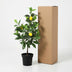 Künstlicher Zitronenbaum 65 cm - Pflegeleicht & Dekorativ Bild 5