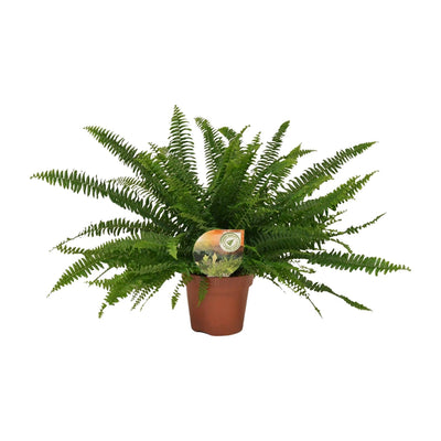 Nephrolepis Green Lady (Boston-Farn) - Ø17cm - ↕40cm