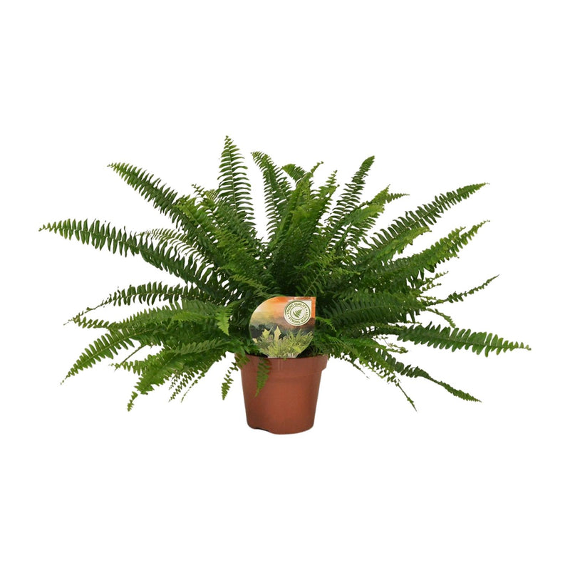 Nephrolepis Green Lady (Boston-Farn) - Ø17cm - ↕40cm