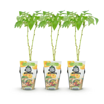 GreenboutiQ Gelbe Himbeere 'Fallgold' - 3 Pflanzen im 9cm Topf